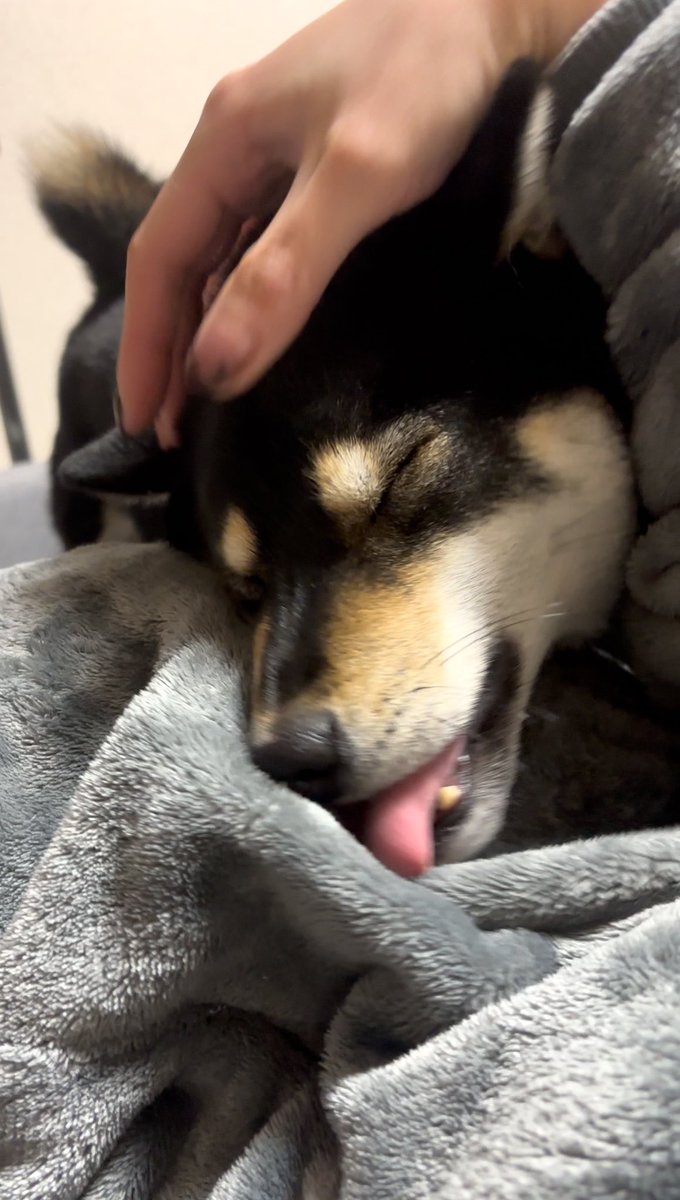 着る毛布着てるから飼い主に毛が生えたと思って毛繕いしてくれてるね、ありがとうね