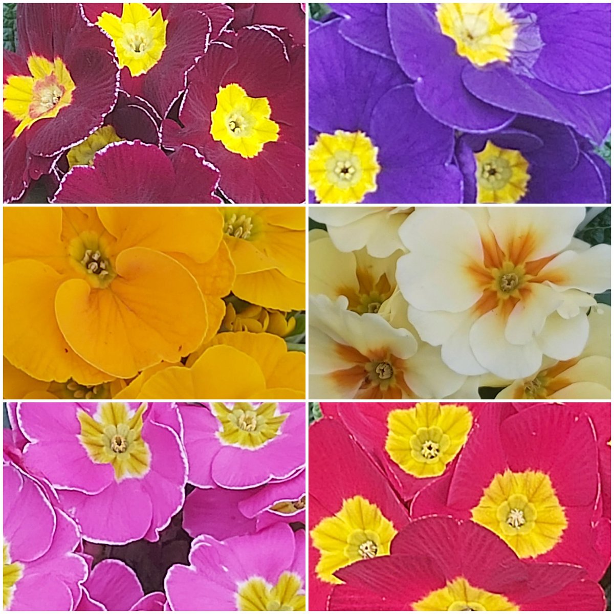 SunflowerSusi🦋🌻 tweet media