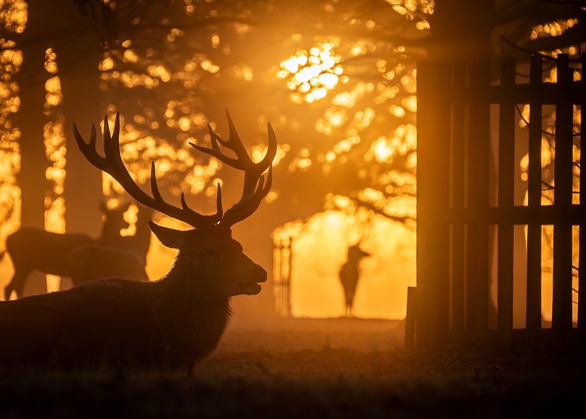 This is one of my favourite shots from a recent chilly sunrise shoot in Bushy Park. This alpha stag is still keeping a very close eye on his group of hinds though many of his cohort have abandoned theirs now they have been covered.