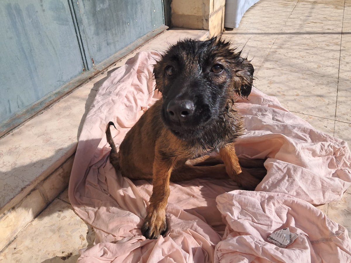 ROLDAOrg's tweet image. 🚨 Animals in Palestine need our help.

ROLDA’s work has always been primarily rooted in Romania, but over the years, we’ve learned an important truth. We cannot be everywhere, and no organisation should try to do this work alone.

That is why, when animals are suffering in…