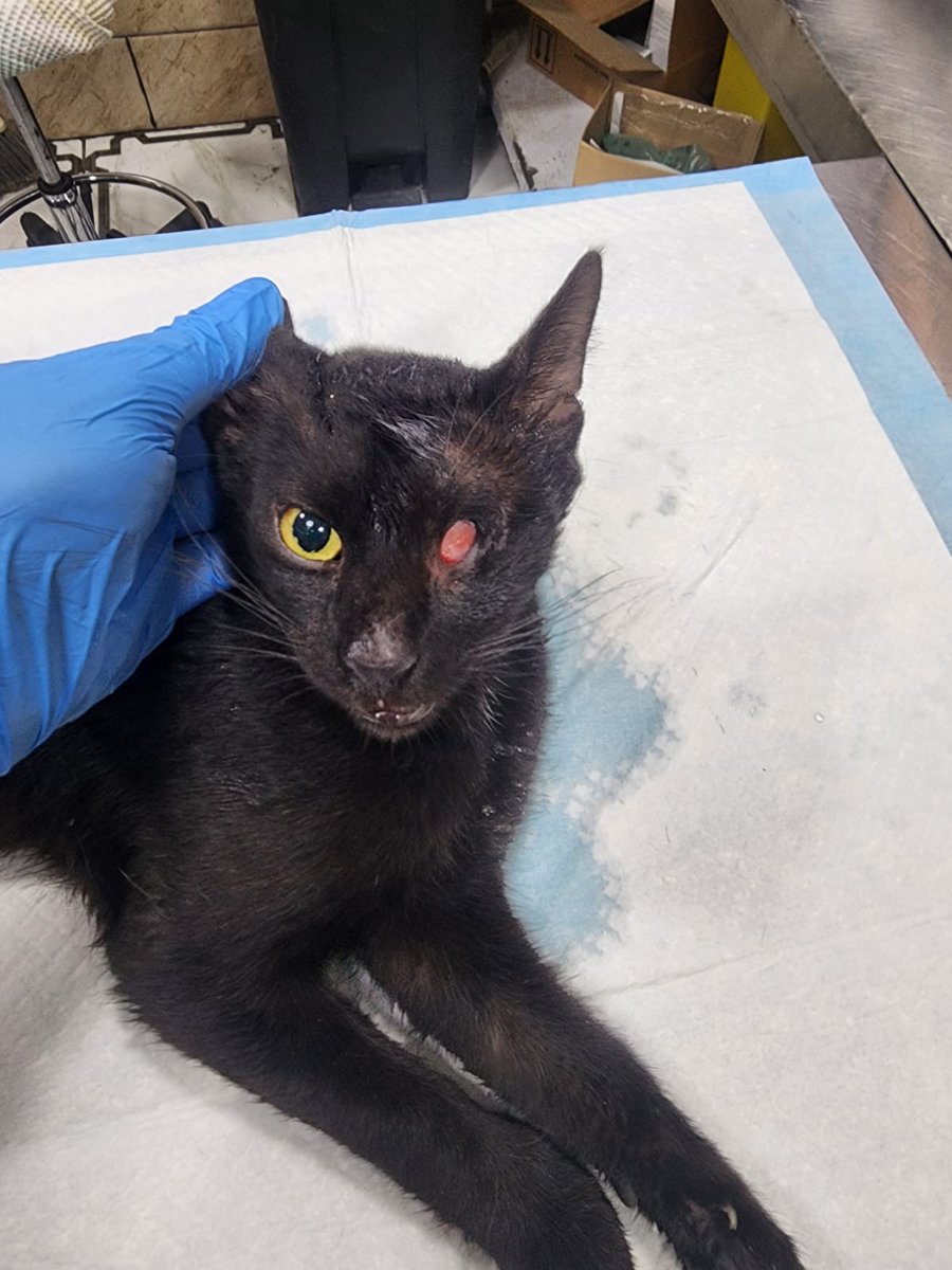 ROLDAOrg's tweet image. 🚨 Animals in Palestine need our help.

ROLDA’s work has always been primarily rooted in Romania, but over the years, we’ve learned an important truth. We cannot be everywhere, and no organisation should try to do this work alone.

That is why, when animals are suffering in…