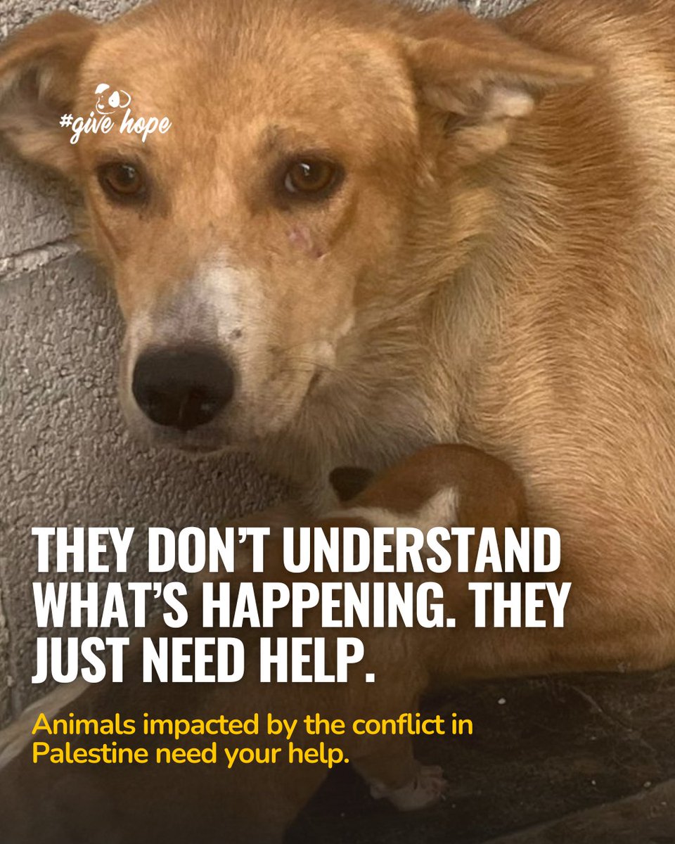 ROLDAOrg's tweet image. 🚨 Animals in Palestine need our help.

ROLDA’s work has always been primarily rooted in Romania, but over the years, we’ve learned an important truth. We cannot be everywhere, and no organisation should try to do this work alone.

That is why, when animals are suffering in…