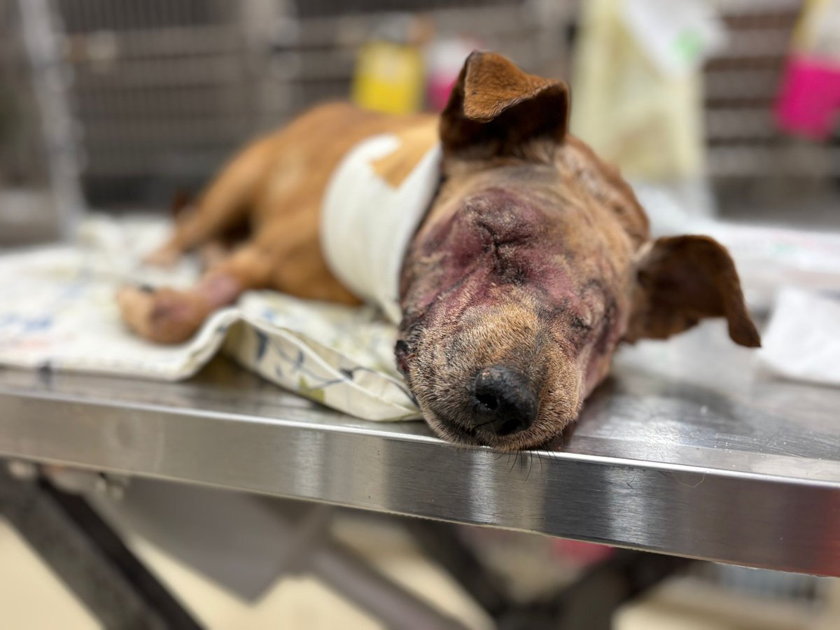 ROLDAOrg's tweet image. 🚨 Animals in Palestine need our help.

ROLDA’s work has always been primarily rooted in Romania, but over the years, we’ve learned an important truth. We cannot be everywhere, and no organisation should try to do this work alone.

That is why, when animals are suffering in…