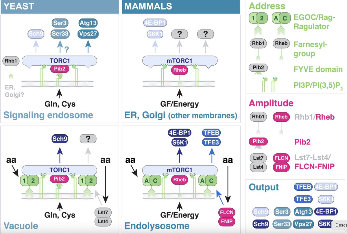 Crespo lab tweet media