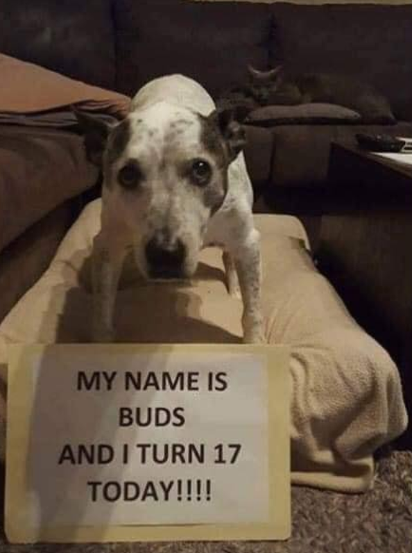 Buds is 17 years young! Happy birthday Buds!