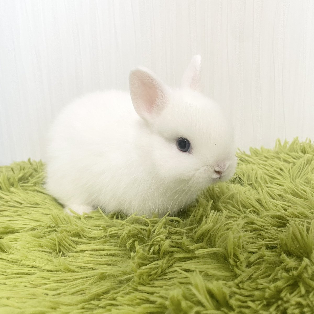 うさぎ専門ブリーダー White Rabbit (@whiterabbit_46) / Posts / X