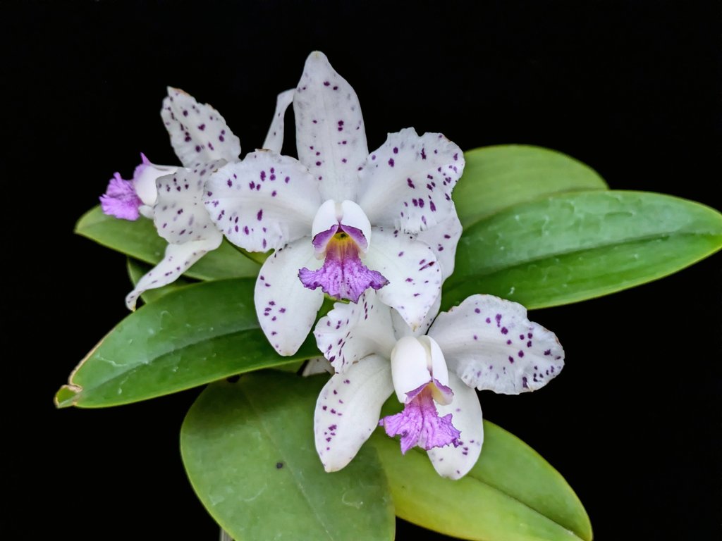 栗花落小羽 鬼滅の刃 フィギュアーツZERO 栗花落カナヲ : 鬼滅の刃 | HMV&BOOKS