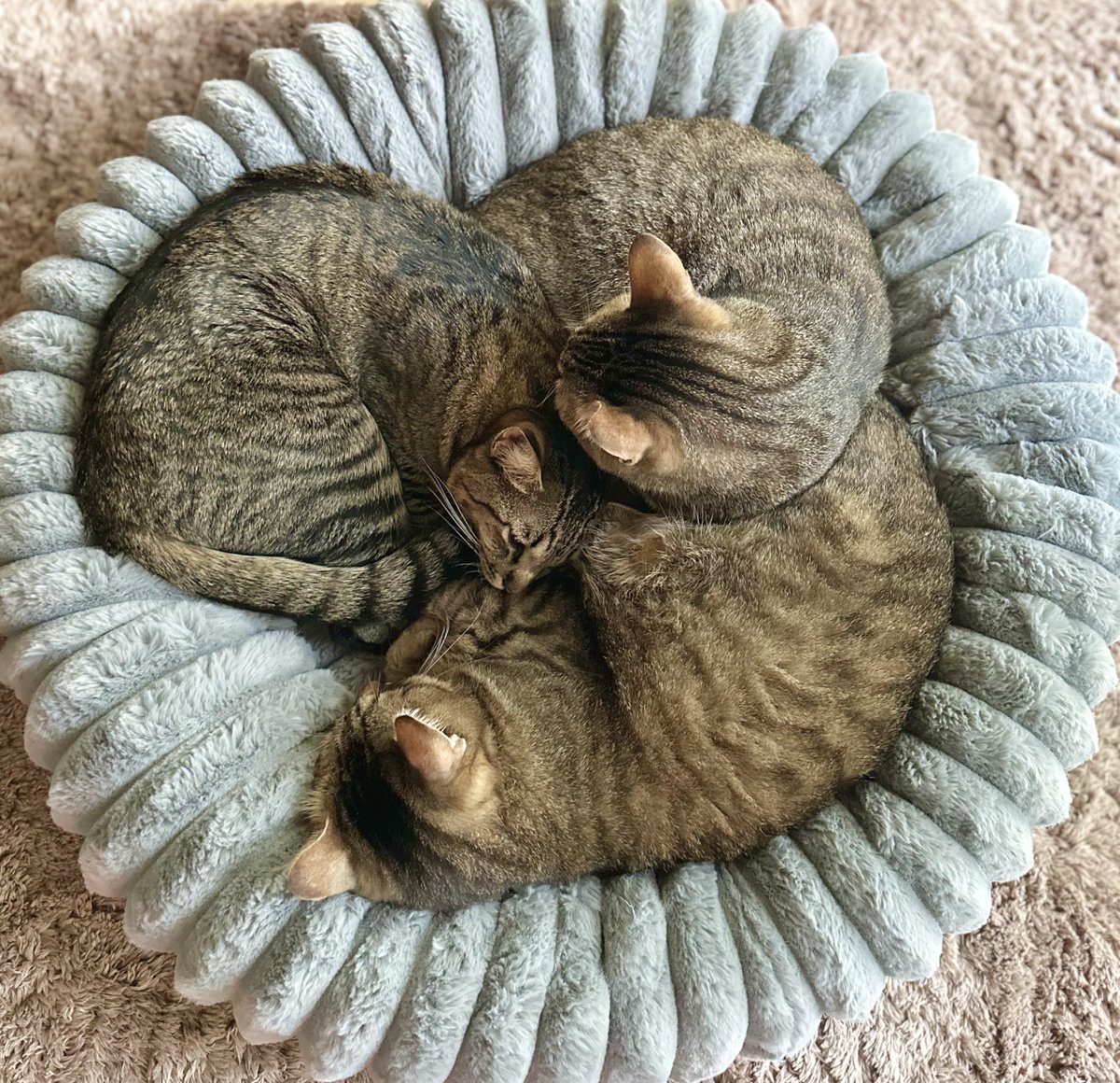 なんか『ﾇｺ卍』みたいな