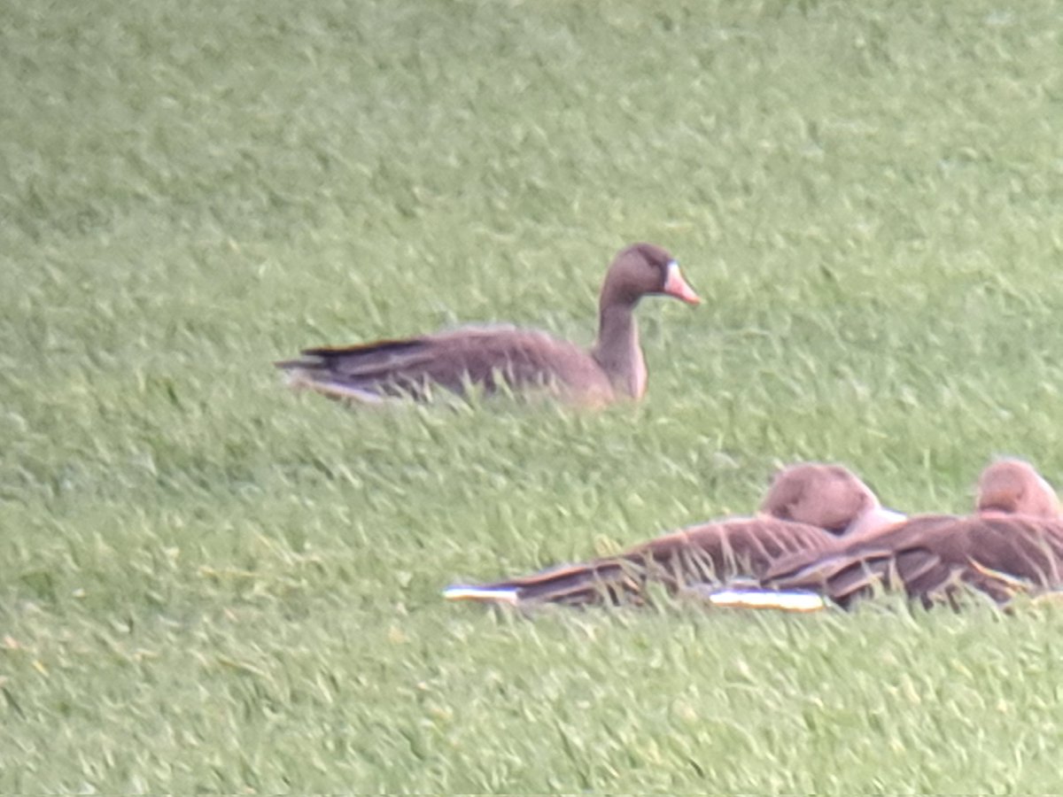 David Waddington tweet media