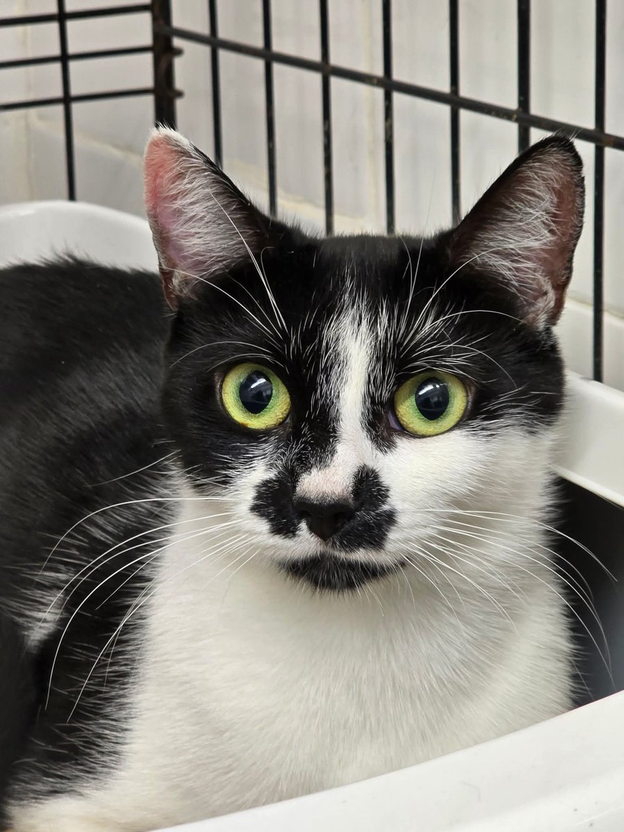 BCWRkittens's tweet image. New arrival at Bradford Cat Watch Rescue and Sanctuary. 
This is Tasha
Tasha  is a sweet girl who justv
wants a lap.
Tasha  came to us yesterday due to a change  of circumstances in the family home.
Tasha needs all her health checks then will be looking for a loving home .