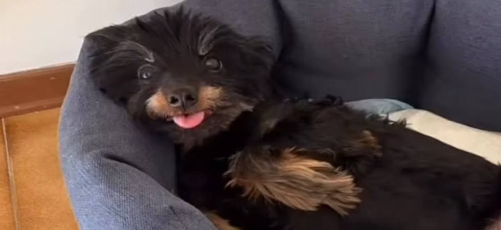 Pepe, un cagnolino anziano: 13 anni. Pesava solo 4kg. Ammazzato da un vigliacco delinquente che l'ha preso, lanciato in aria e fatto precipitare per 4 metri. ''Pepe'' è morto dopo ore di atroci soffrenze
La proprietaria del cagnolino ha sporto denuncia alla Questura di Udine.