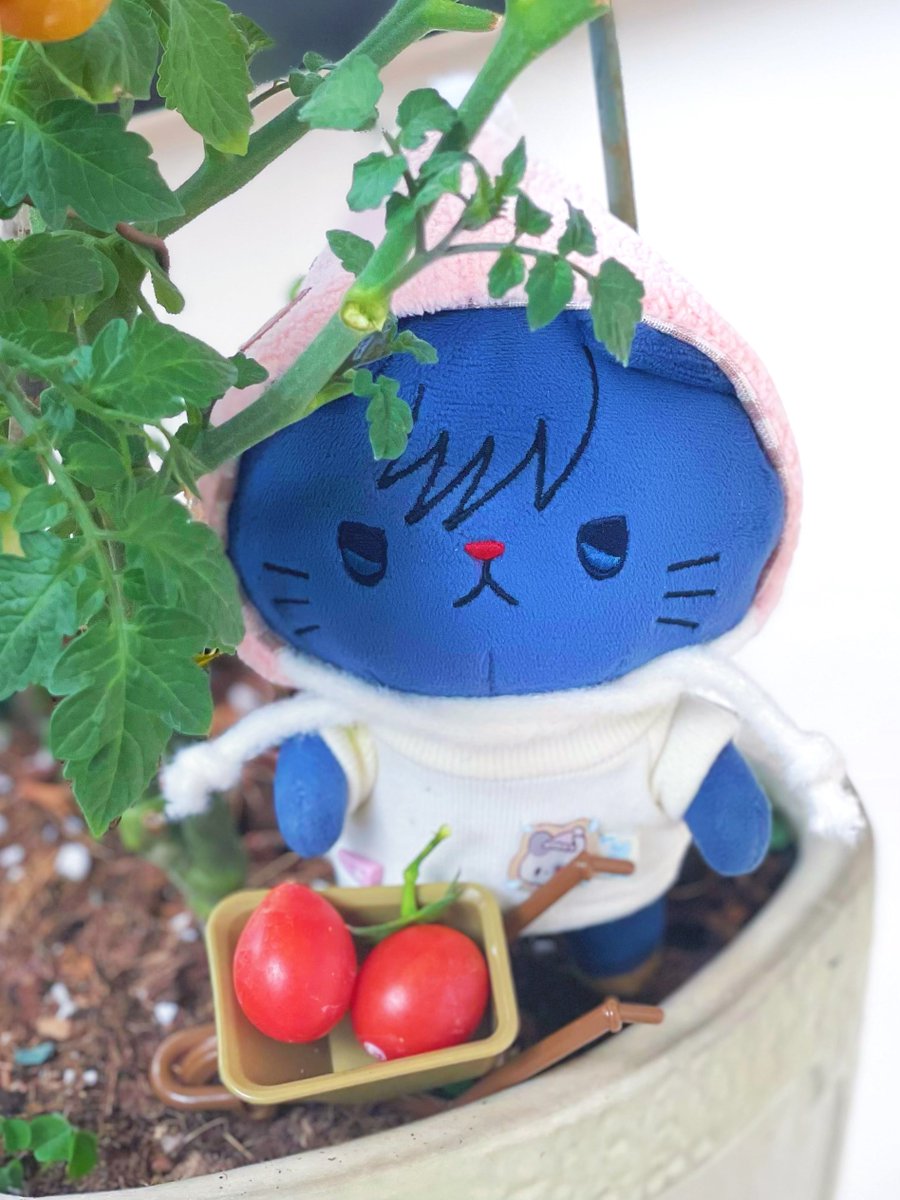 🍅🍅

 #きょうのにゃんさん