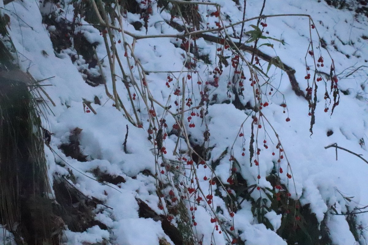 ビンタロちゃん tweet media