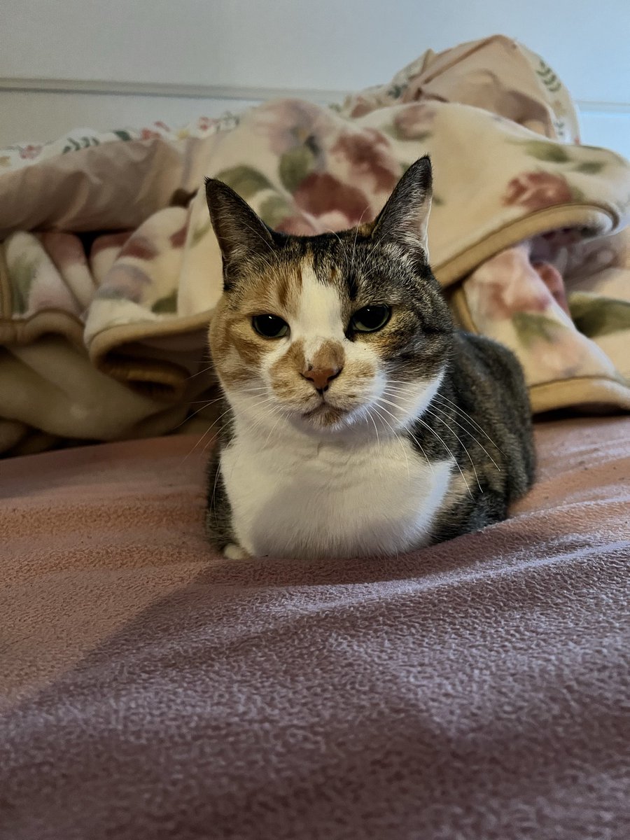 chacha__813's tweet photo. ベッドの真ん中でおててないない🤗🧡

#猫好きさんと繋がりたい　#三毛猫 https://t.co/m32T1PaFCW