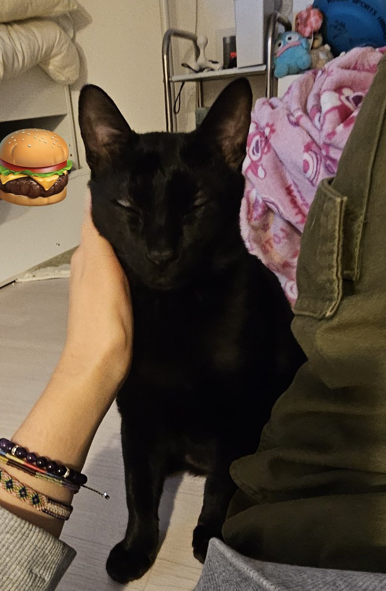 마취덜풀린 고양이
무한 쓰다듬신청중