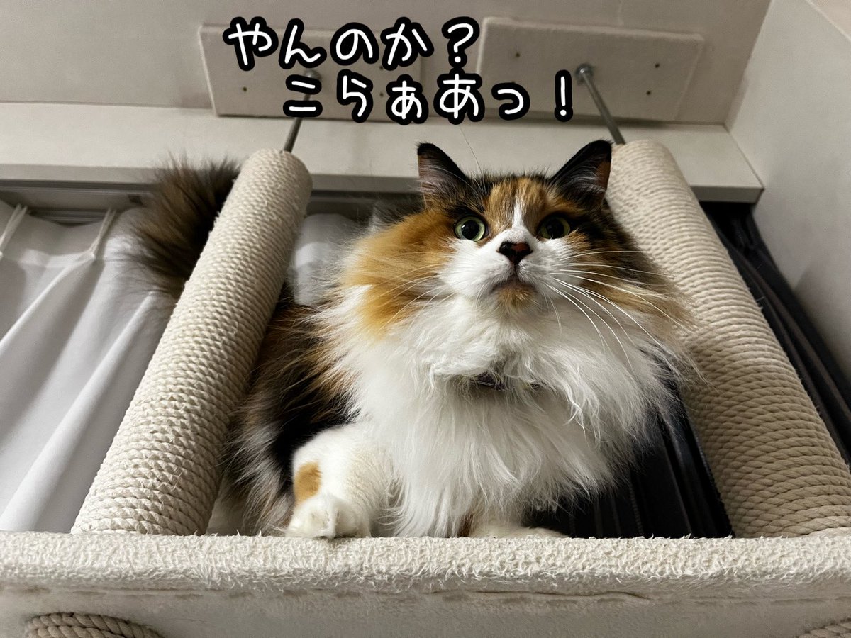 ねこねこ空港 (@nekoneko747) / Posts / X