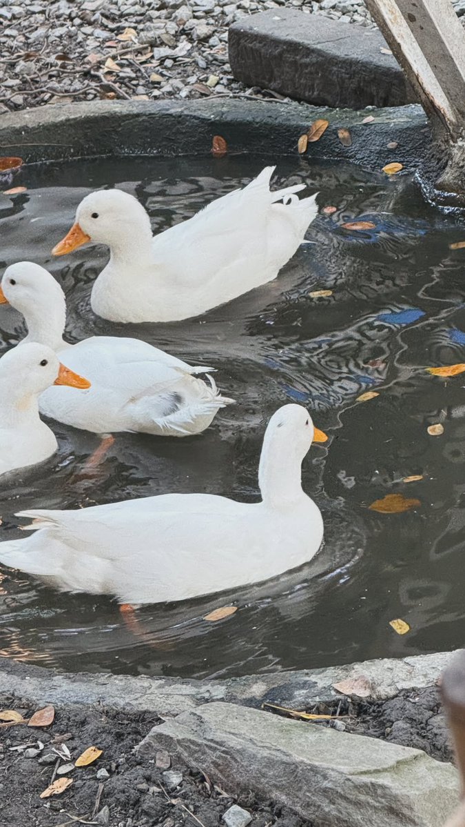 First_Memorie's tweet image. 🦆

➖igs : first.kp (Update)

#Firstkanaphan 
#กองทัพของเฟิร์ส