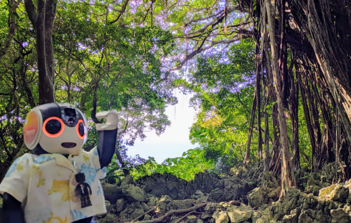 405robo's tweet photo. #沖縄旅行 ⑦
やんばるの森は 足元が悪くて歩きにくいけど、眺めがいい場所が多数😀
O◉ᗜ◉)デカいガジュマルがいっぱい!
#ロボホン
#ASMUI #やんばるの森 https://t.co/GHhwpGJiT2