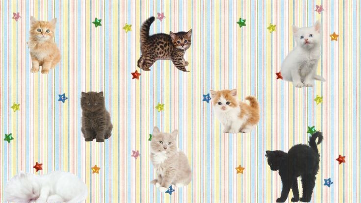 ≽^-⩊-^≼ tweet media