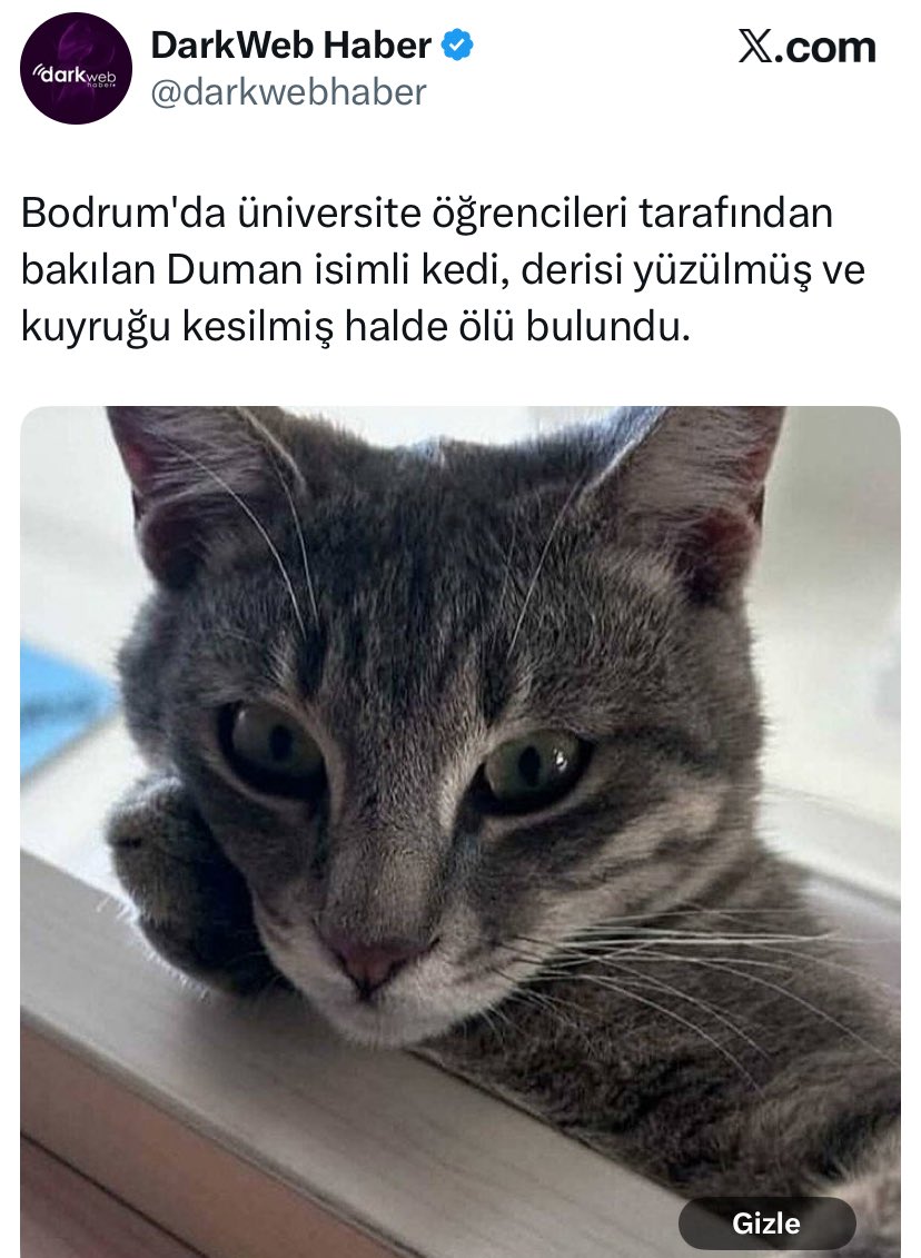 Ayşe Özer tweet media