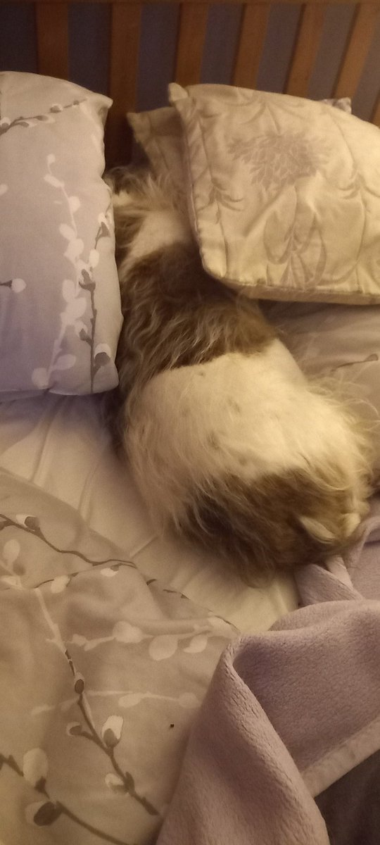VONMONCHOFF's tweet photo. @flyabout7 My two rescues got my husband up at 0330hrs to go out, dead to the world since🤣 little Rascal(his name) hasn't even roused for breakfast. He is around 16 though😍 https://t.co/UOkSMCTh0R
