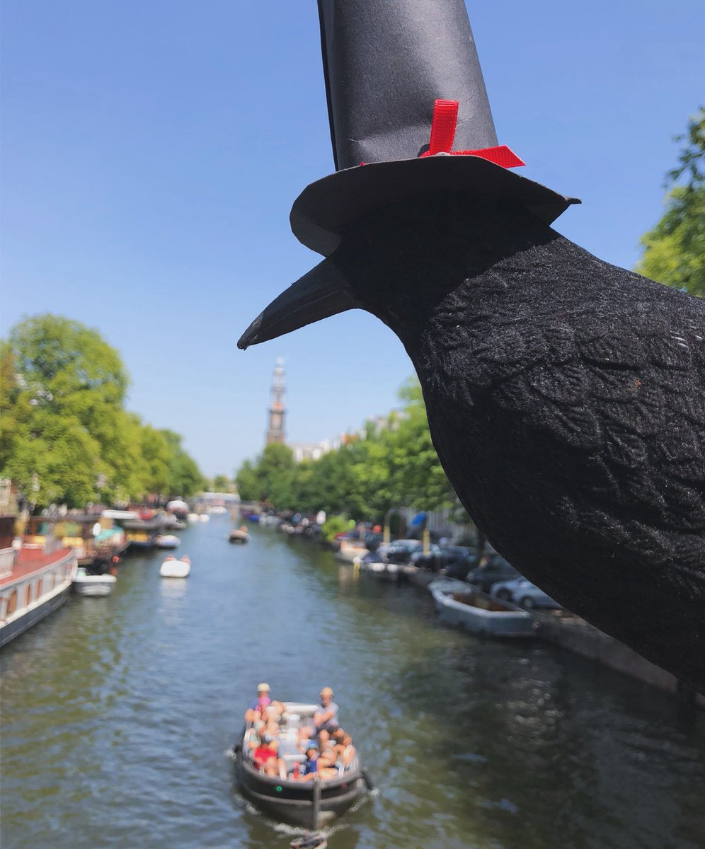 Kit the Crow’s been all over the world - where is he today? #namethecity
#Shakespeare #Shakespeare2026 #foryoupage #viral