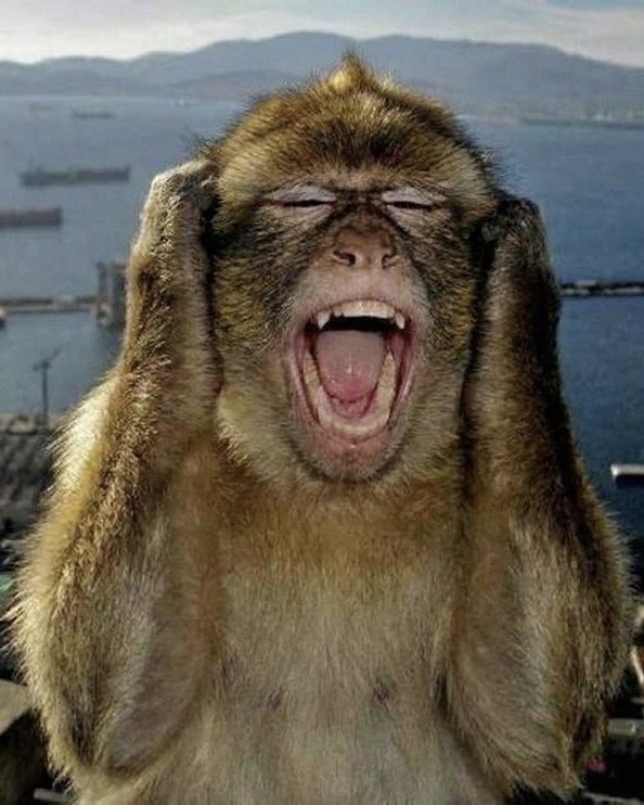 MIMI ASMARA tweet media