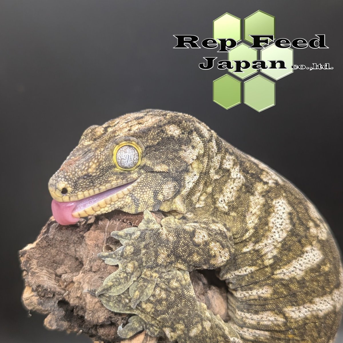 RepFeedJapan co., ltd tweet media