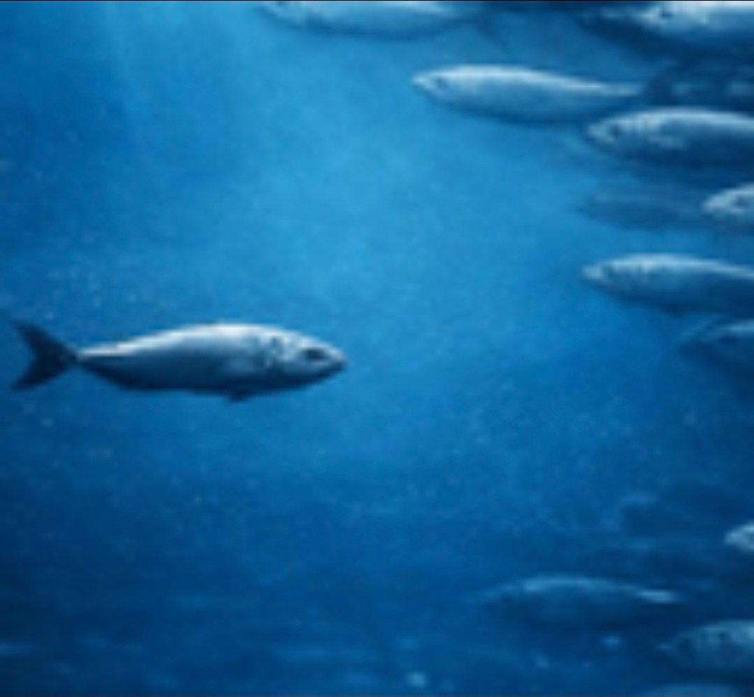$Fish

ca:57cbRfhua3CLR3RFuKGGhWgzHbbprXqjGV555URPpump

nfa-This TikTok video (6M+ likes) shows one fish swimming opposite the entire school, captioned: “What if everyone else is wrong?”