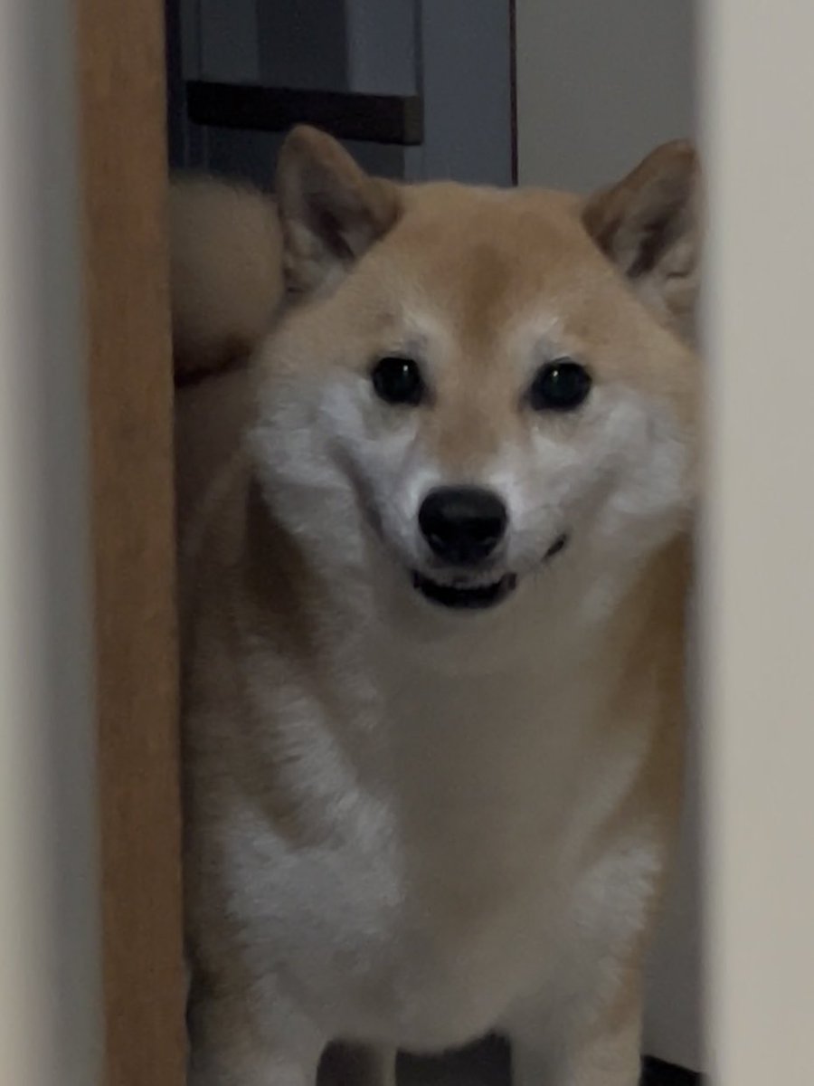 柴犬ふう太 (@fufufufufu_ta) / Posts / X