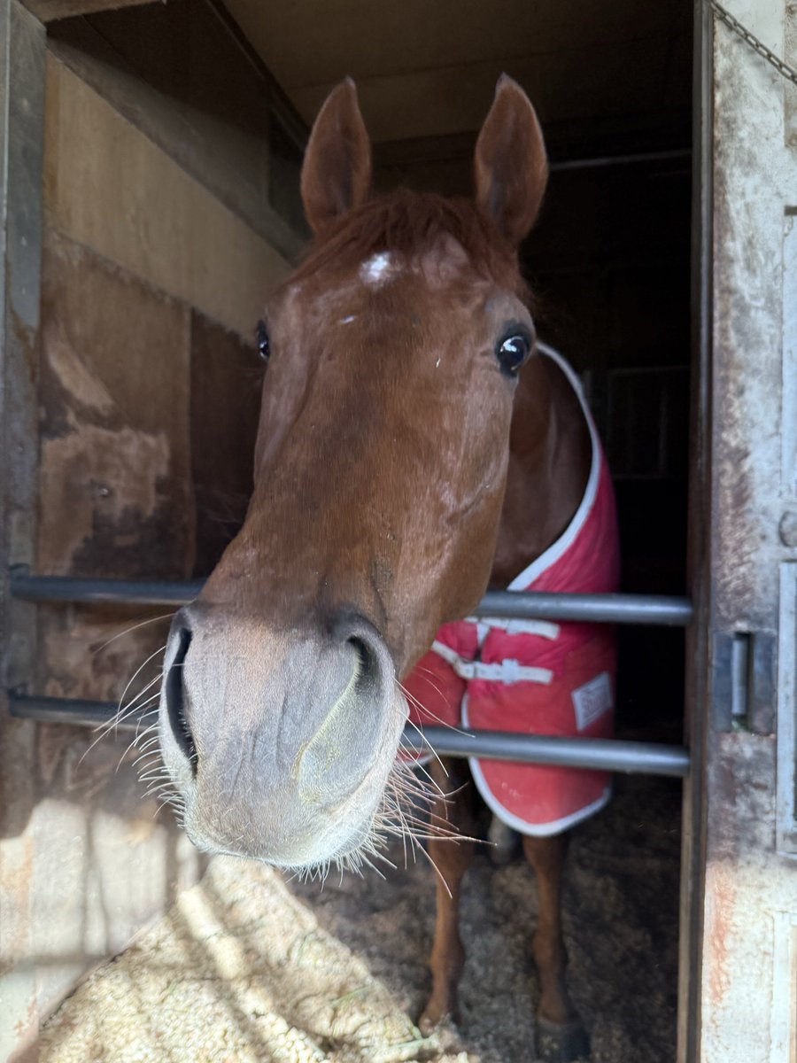 明日は国枝厩舎が送り出す最後の新馬戦かもしれません 中山4レース