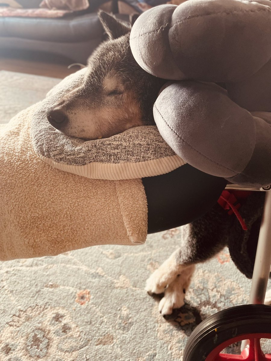 たぬ吉 (@manmaru063061) / Posts / X