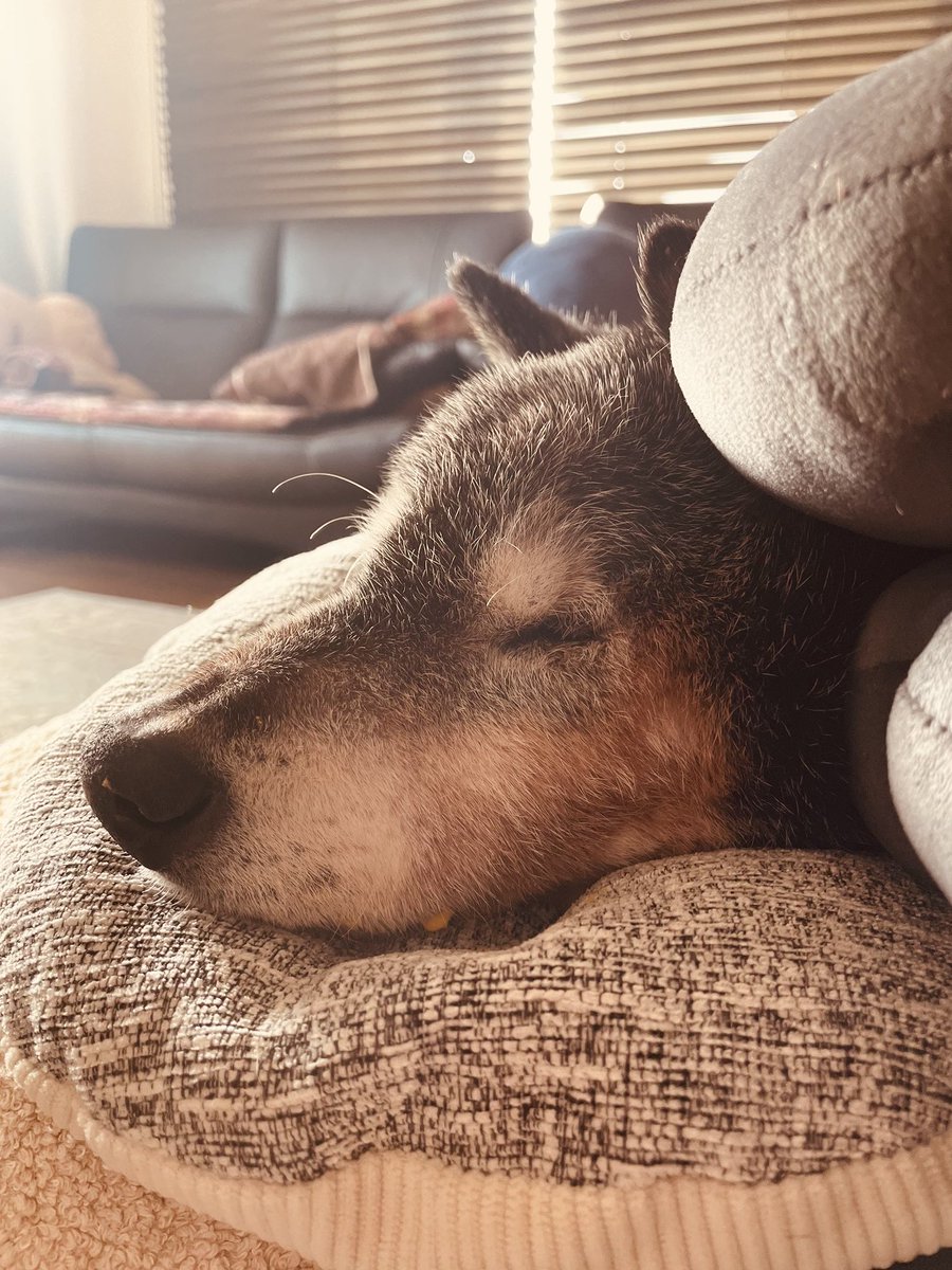 たぬ吉 (@manmaru063061) / Posts / X