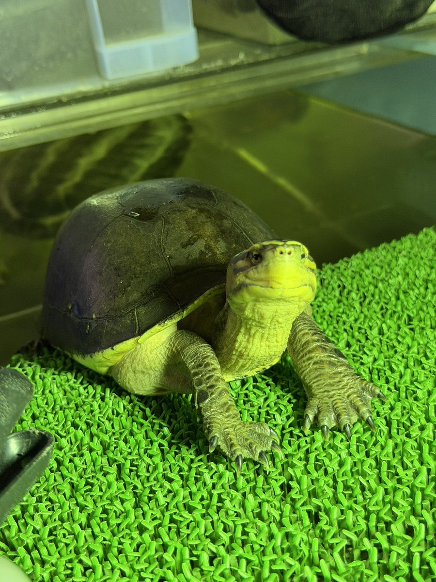 陸地に上がってくるとしばらくこうしてるんですよ
可愛いんですよ🐢