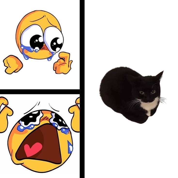 $SPINCAT on SOL (@maxwellspincat) on Twitter photo 