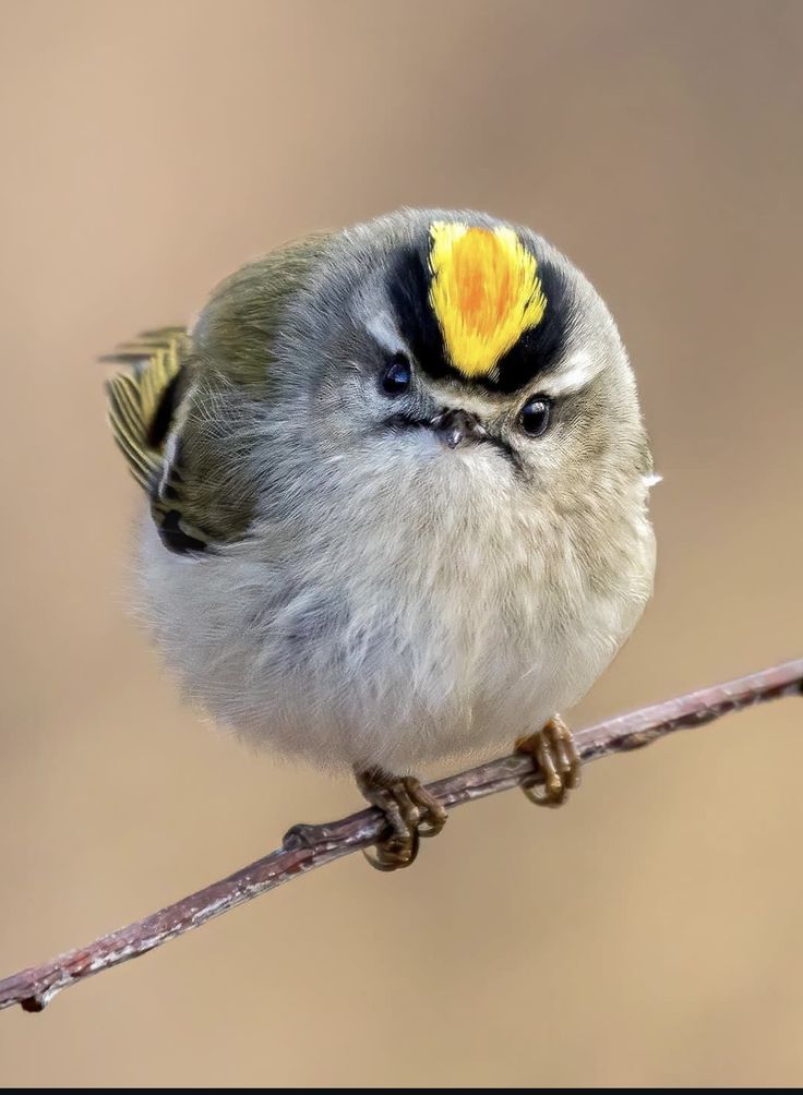 Beautiful birds 😍