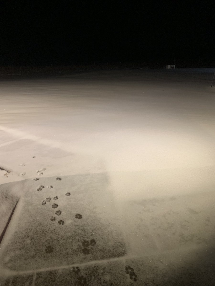 Tucker actually said “Nope” this morning. He eventually went potty, but came back with cold feet &amp; wanted inside.  
That’s when I remembered I never ordered the Dog Crocs 😂. I think that would go over like his life jacket. Bad at first, then he wouldn’t care. Lololol