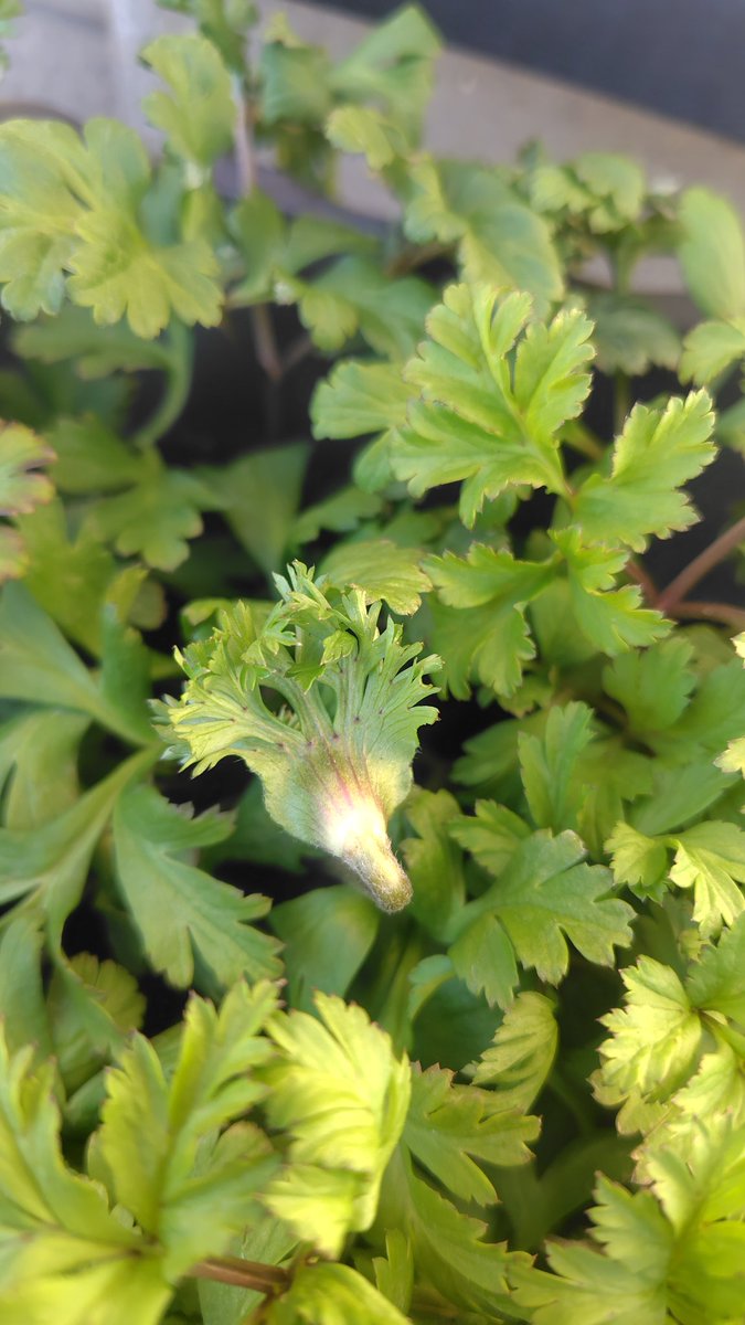 アネモネの花芽を発見！
最初新しい葉っぱかな？と思ったけど、確認したらちゃんと花芽
耐寒性はあるけど、一部の葉が霜焼けみたいに黒くカサカサになってるのを見つけてからは、日暮れから翌朝定位置に日が当たるまで玄関で就寝
最近-5℃とかいく日もあるし、ラナンキュラスも夜間は室内かぁ…