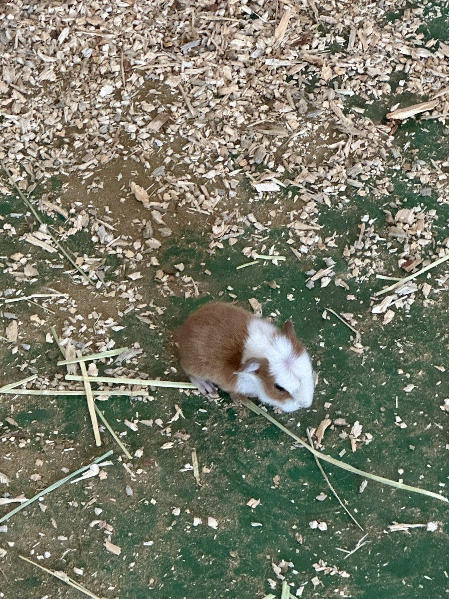 기니도 햄스터 커진버전이니까
누군가 생각남 
저 기니피그 태어난지 이틀댓대요!!!!!😭😭...