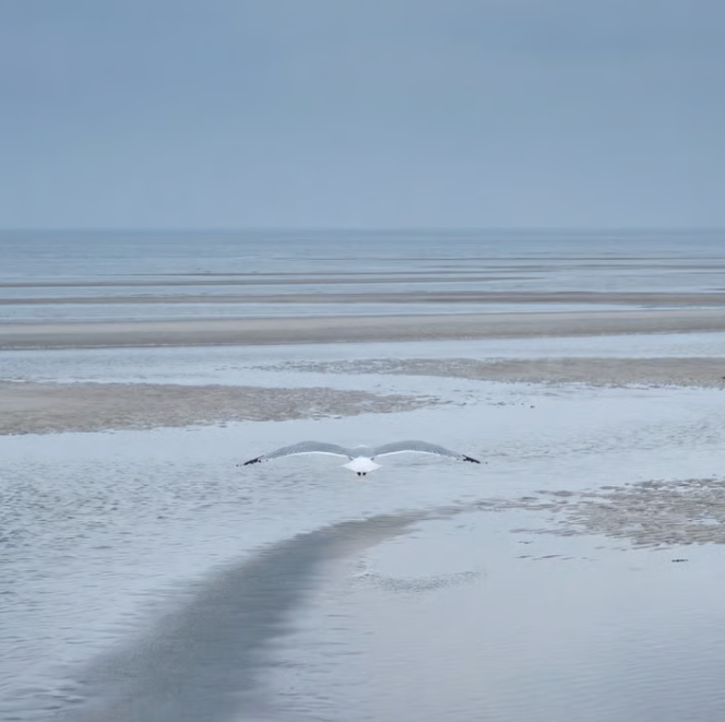 The Nietzschean $Seagull