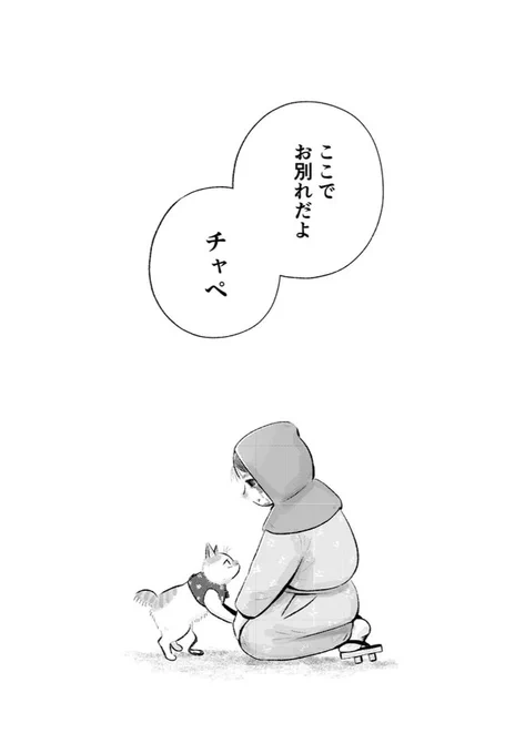発売中の週刊漫画TIMESに「赤紙がきた猫」第26話掲載されております🐈✨

たまとチャペの運命は…
次回、最終回です!!!!! 