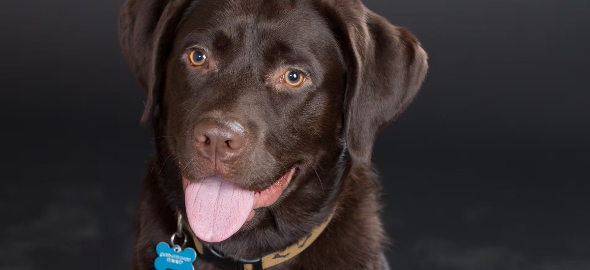 DogDeskAction's tweet image. In this important conversation, I speak with Lynette Smith about the often-overlooked dangers of dog collar strangulation and how we can prevent these often fatal events. 🐶⚠️

Listen here ⬇️
dogdeskanimalaction.co.uk/p/when-a-colla…

#DogSafety #PetWelfare #PreventInjury