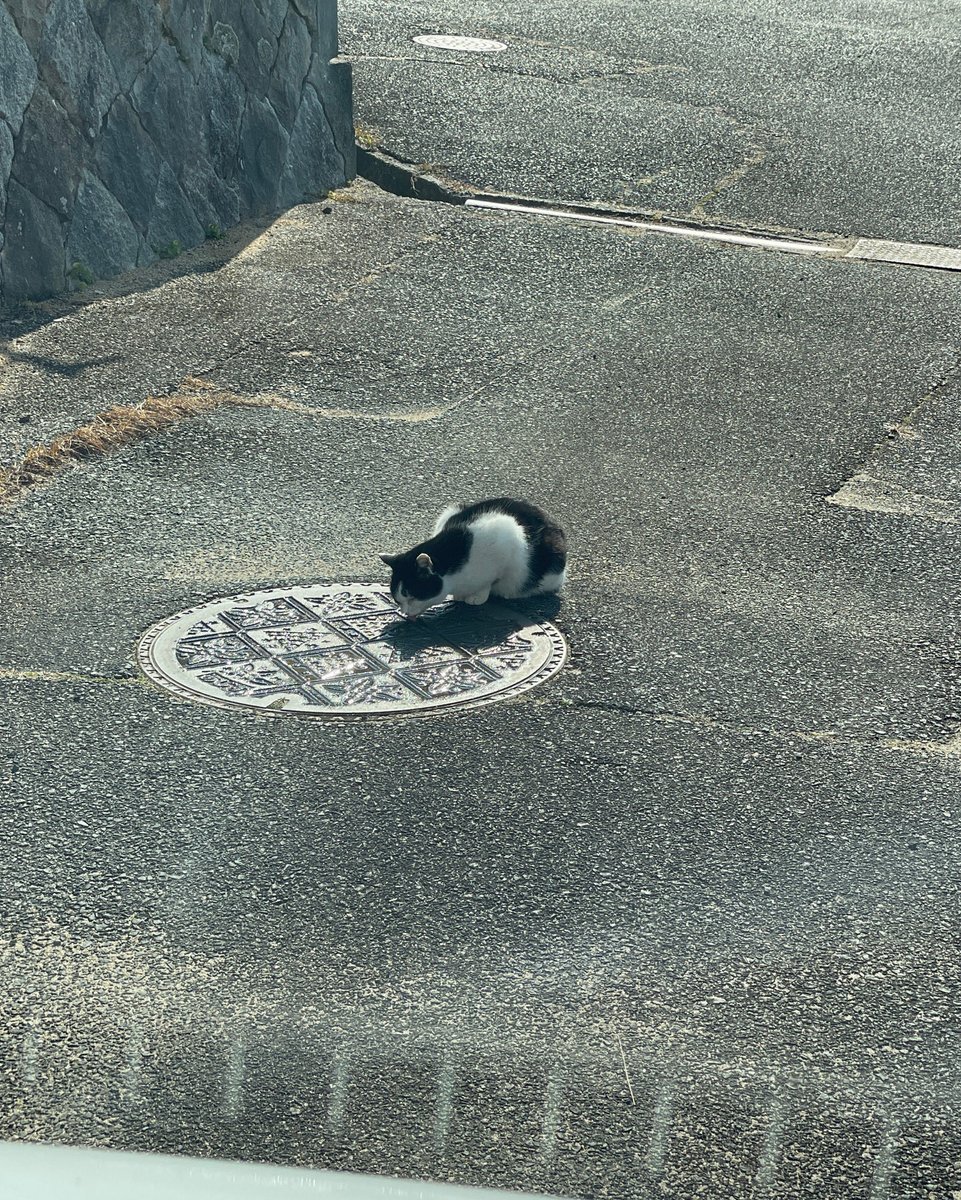裏路地を通ろうとしたら、猫さんが熱心にマンホールの清掃してた。