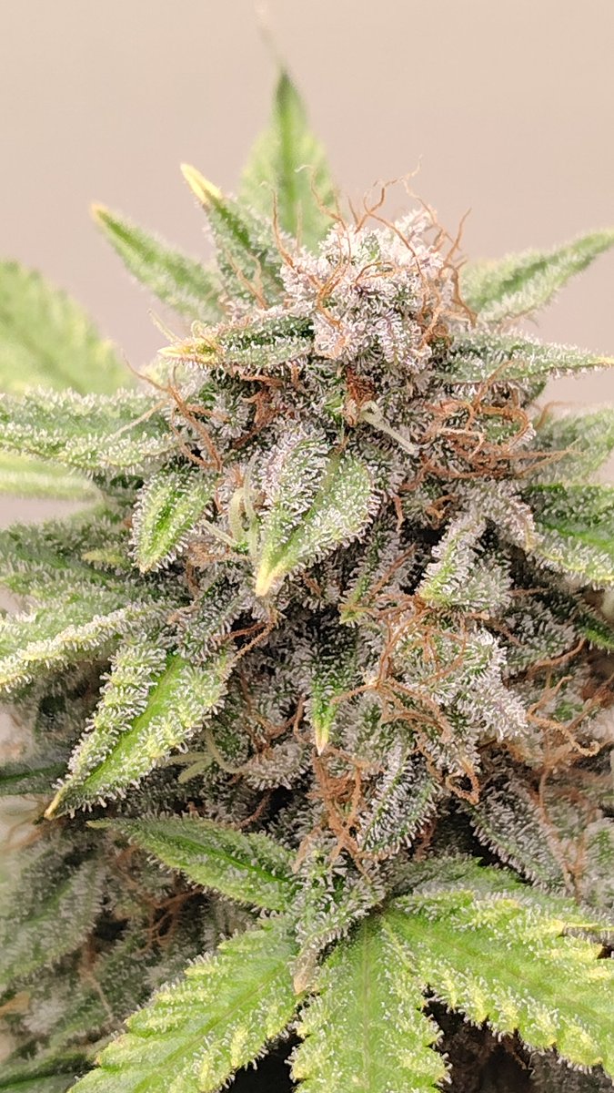 VirginiaGrownExotics tweet media