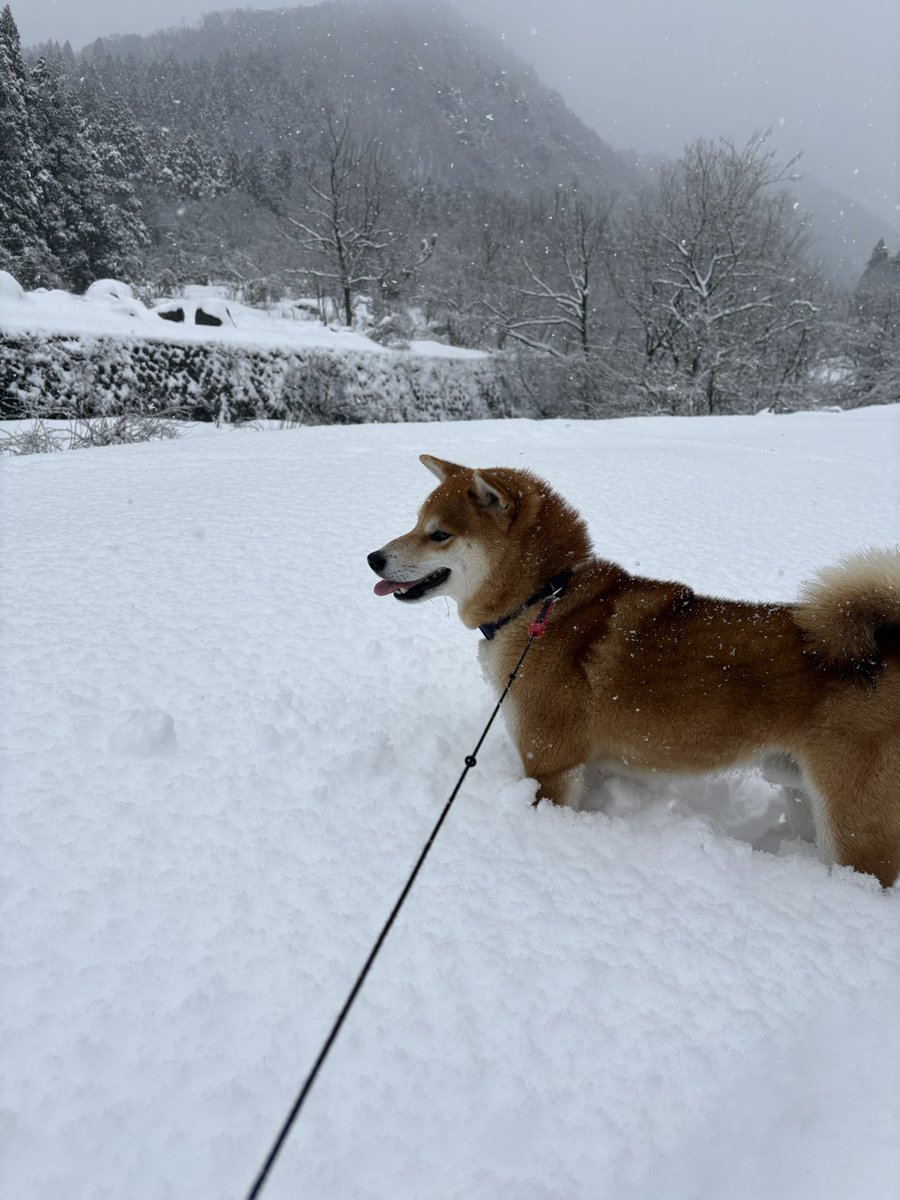 ボク🐕雪好き❤️

#新潟
#阿賀野市
#村杉温泉