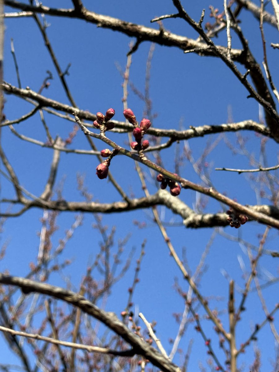 梅が香や
咲いたらきっと
いい匂い