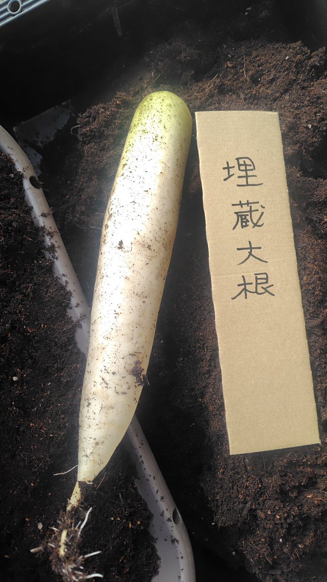クリクスマスに収穫して、1本だけ葉を切り落としてプランターの底に埋蔵しておいた大根
1ヶ月経ったので発掘した
全然問題なかったので、あと２週間くらいは埋めといても大丈夫だったかも

当初「埋葬」と書こうとしたが生き埋め感を感じたので、思い直して「埋蔵」にした
即身仏にならなくてよかった