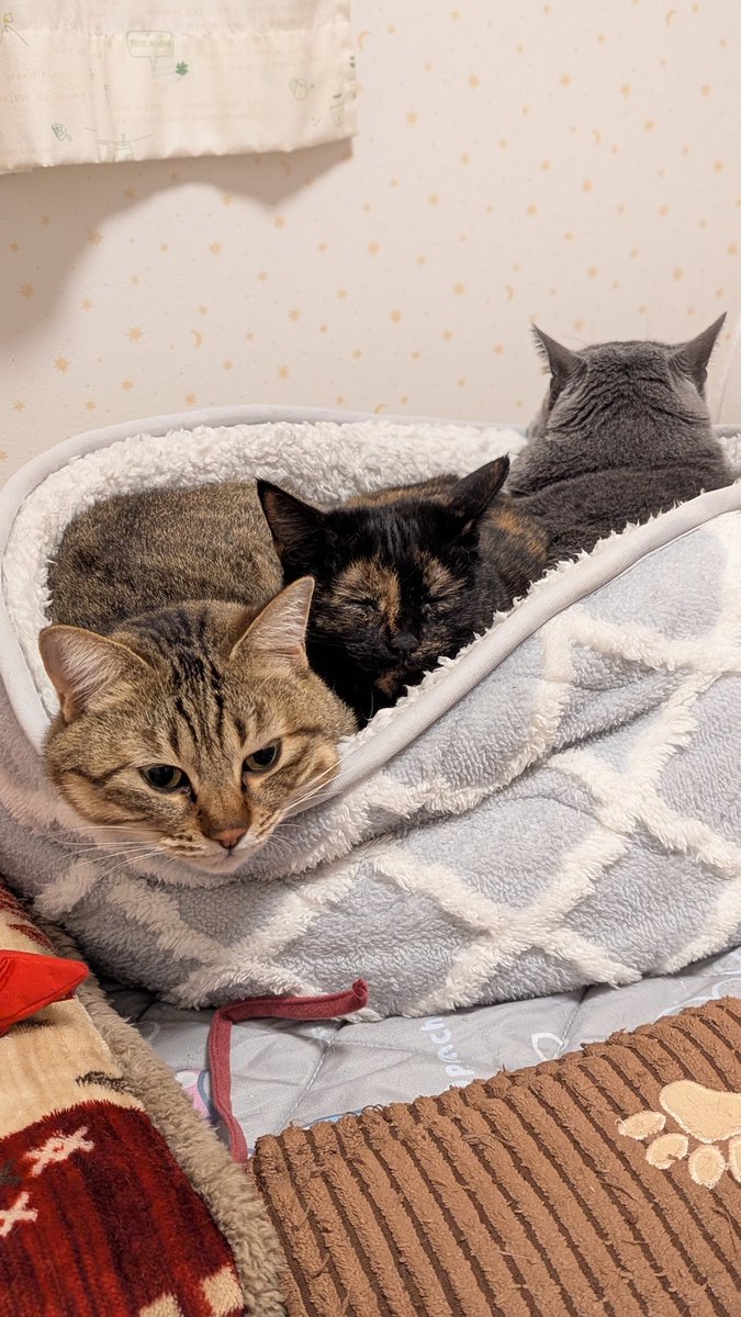 ねこねこねこね (@ao5_13) / Posts / X