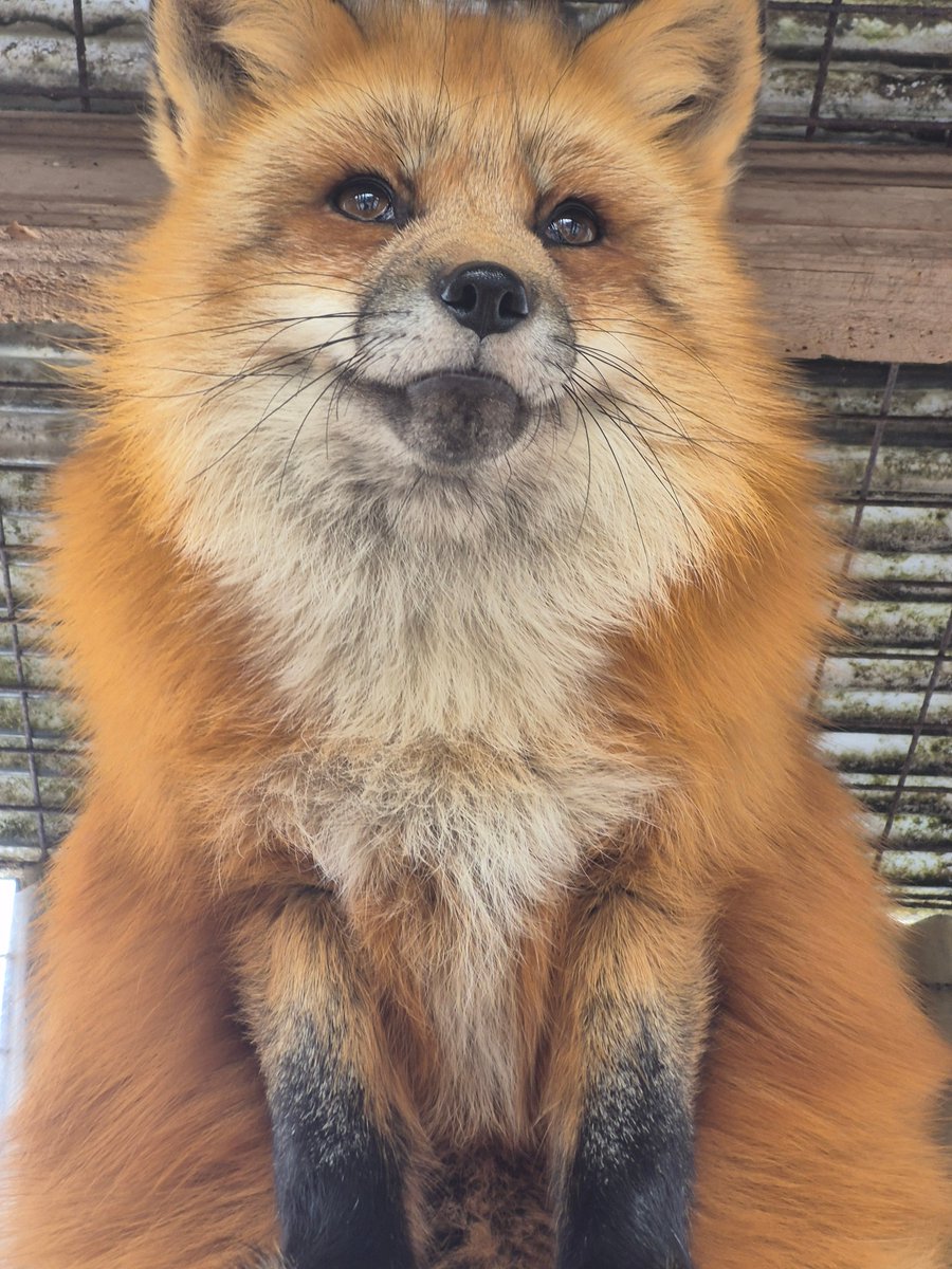 kon_fox_village's tweet image. 下から見たさくらちゃん
まつ毛がガーリーです