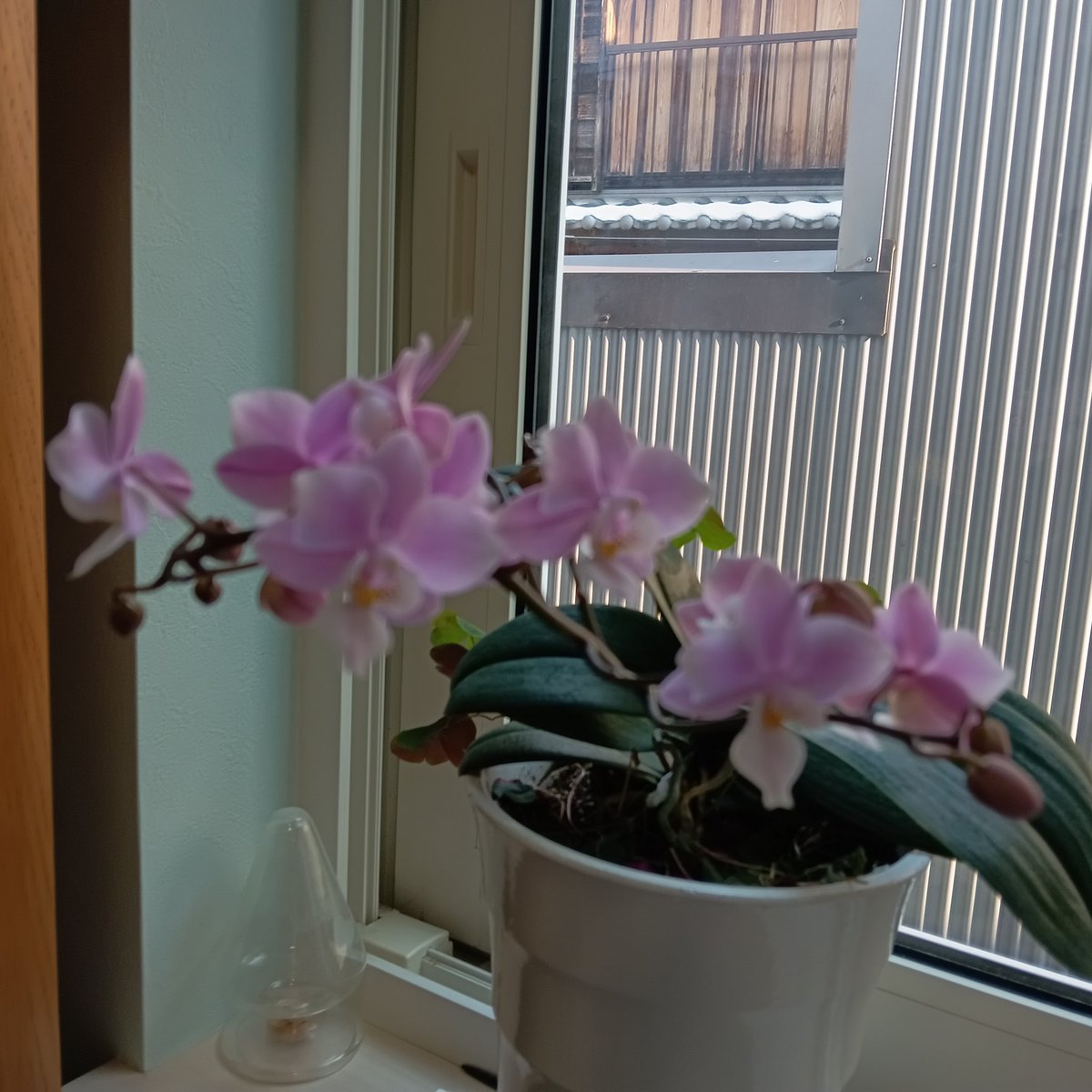 yasuji1428's tweet photo. 昨年３４１９アートグリーンの優待で貰ったミニ胡蝶蘭、秋に植替えたらまた花咲きました☺️ https://t.co/JD5PtJVvet
